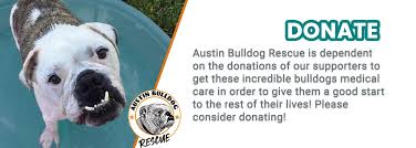 A rescue dog is often extremely grateful to the cost of maintaining an english bulldog is higher for rescue groups due to their health care needs, especially if the dog they took in had medical. Home Austin Bulldog Rescue