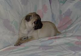 5 miles 10 miles 25 miles 50 miles 100 miles 200 miles 500 miles. Pug Puppy For Sale Adoption Rescue For Sale In Winnemucca Nevada Classified Americanlisted Com