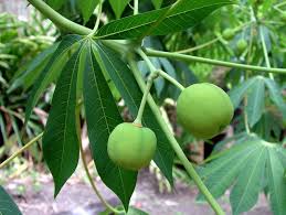 Image result for Manihot grahamii