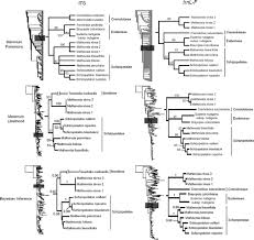 Image result for Oreophyton falcatum