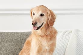 The Friendliest Dog Breeds That Love People