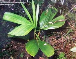 Image result for Platysepalum