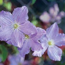Prune hard in early spring. Blue Angel Clematis Finegardening