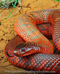 Pin On Snakes