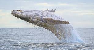 Humpback whales in their breeding area in the albrolhos national marine park, brazil. The World S Last All White Humpback Whale Is Still Dodging Harpoons In The Southern Pacific