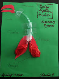 Charlie P S Body System Model Respiratory Response On The Wonderment