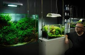 Aquascaping is not rocket science. The Green Machine Aquascaping Shop Aquarium Plants Supplies Planted Tank Videos Tutorials Articles