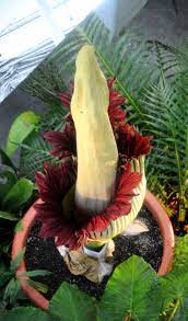 File Amorphophallus Titanum Botanischer Garten Der Universitat Basel 06 Jpg