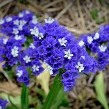 Statice Limonium Sinuatum Heavenly Blue Flowers Plants Heaven