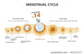 ovulation chart female menstrual cycle stock illustration