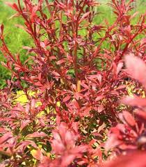 Berberis Thunbergii Orange Dream Barbaris Tunberga Oranzh Drim In 2020 Orange Dream Orange Plants