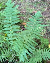 Image result for Amauropelta