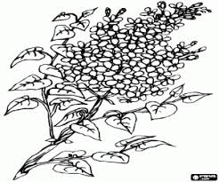 Amaltea è una realtà innovativa che produce artigianalmente fiori e oggetti a tema floreale di gusto. Disegni Di Fiori Da Colorare E Stampare