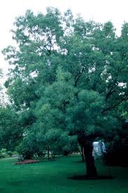Image result for Fraxinus americana