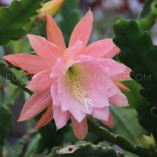 Image result for Hypericophyllum elatum