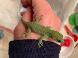 Gecko Ranch Captive Bred Phelsuma Day Geckos For Sale Day Geckos Phelsuma