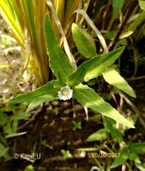 Image result for Blepharispermum pubescens