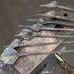 Intermediate Blacksmithing: Forged Calla Lilies