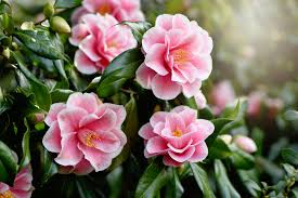 It was released into commerce in 1991 by the u.s. The Complete Guide To Camellias Southern Living