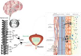 Frontiers Mechanisms Underlying Overactive Bladder And Interstitial Cystitis Painful Bladder Syndrome Neuroscience