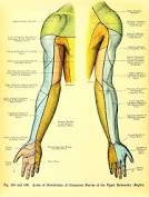 In common usage, the arm extends through the hand. 18 40