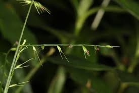 Image result for Oplismenus compositus