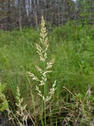 Image result for Porphyrostemma grantii