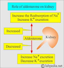 Image result for Aldosterone