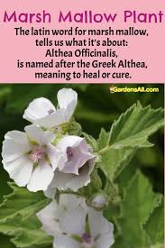 The term 'marsh' is actually derived from how the mallow plant is actually growing in marshes. Marsh Mallow Plant A Return To Edible And Medicinal Roots