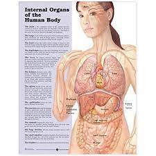 Modelo anatómico del cuerpo humano con órganos internos sobre fondo azul. Amazon Com Organos Internos Del Cuerpo Humano Grafico Anatomico Anatomical Chart Company Industrial Y Cientifico