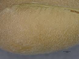 Image result for Crotalaria senegalensis