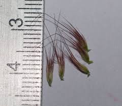 Image result for Cenchrus polystachios