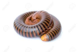 If you still have it to hand, put it somewhere dark and see, they glow. Image Of A Millipede On White Background Reptile Animal Stock Photo Picture And Royalty Free Image Image 78589753