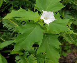 Maybe you would like to learn more about one of these? Seen This Weed Datura Stramonium Common Thornapple Bushcare Blue Mountains