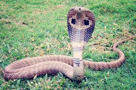 We did not find results for: Sering Dianggap Sama Ternyata Ular Kobra Dan King Cobra Berbeda Semua Halaman Bobo