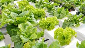 Two abiotic disorders share the same name, it is ing the difference between the two types of tipburn is imperative for hydroponic lettuce growers, because each. Is Your Lettuce Crop Starving For Calcium Greenhouse Grower