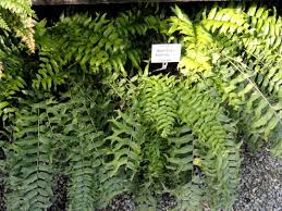 Image result for Nephrolepis