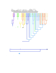 Image result for Austrosynotis