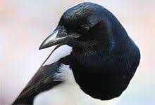 Unsere 40 Haufigsten Gartenvogel Kurz Vorgestellt Nabu In 2020 Vogel Im Garten Vogelarten Tiere