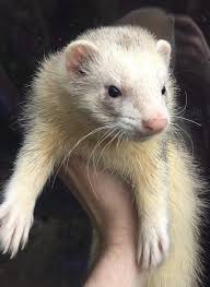 Pin On Ferret