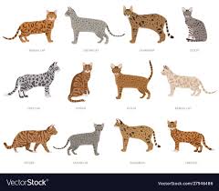 Wild Cat Type Cats Ocelot Crossbreeds Stripped Domestic Cat Breeds And Hybrids Collection Isolated On White Flat S Domestic Cat Breeds Wild Cats Cat Breeds