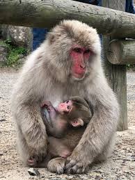 Nobody within the usa can sell you a primate without a valid usda license and that includes rehomes being sold at a fee. Nagano In Spring Blossoms Baby Monkeys Skiing Snow Monkey Resorts