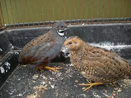 Japanese Button Quail King Quails Pet Birds Raising Quail Quail