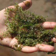 Image result for Aldrovanda vesiculosa