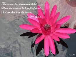 Tennyson S Description Of A Water Lily In The Princess Iv L 236 Garden Quotes Nature Garden Water Lily