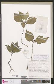 Image result for Calycosiphonia spathicalyx