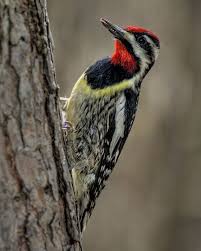 Black And White Spotted Bird With Red Head Sphyrapicus Varius Yellow Bellied Sapsucker Zheltobryuhij Dyatel Sosun Colorful Birds Birds Bird Life List