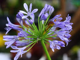 The tiger lily can also symbolize wealth. Growing African Lilies Agapanthus Inside