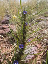 Image result for Aptosimum lineare