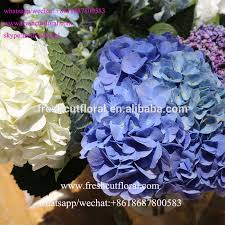 Buy fresh cut flowers directly from flower farmers across the us and abroad. Best Products To Buy Wholesale Fresh Cut Flowers That Go With Hydrangeas Hydrangea With White Flowers For Birthday Party Favor Buy Hydrangeas Flowers Wholesale Cheap Fresh Cut Hydrangeas Wholesale Hydrangeas For Wedding Product On